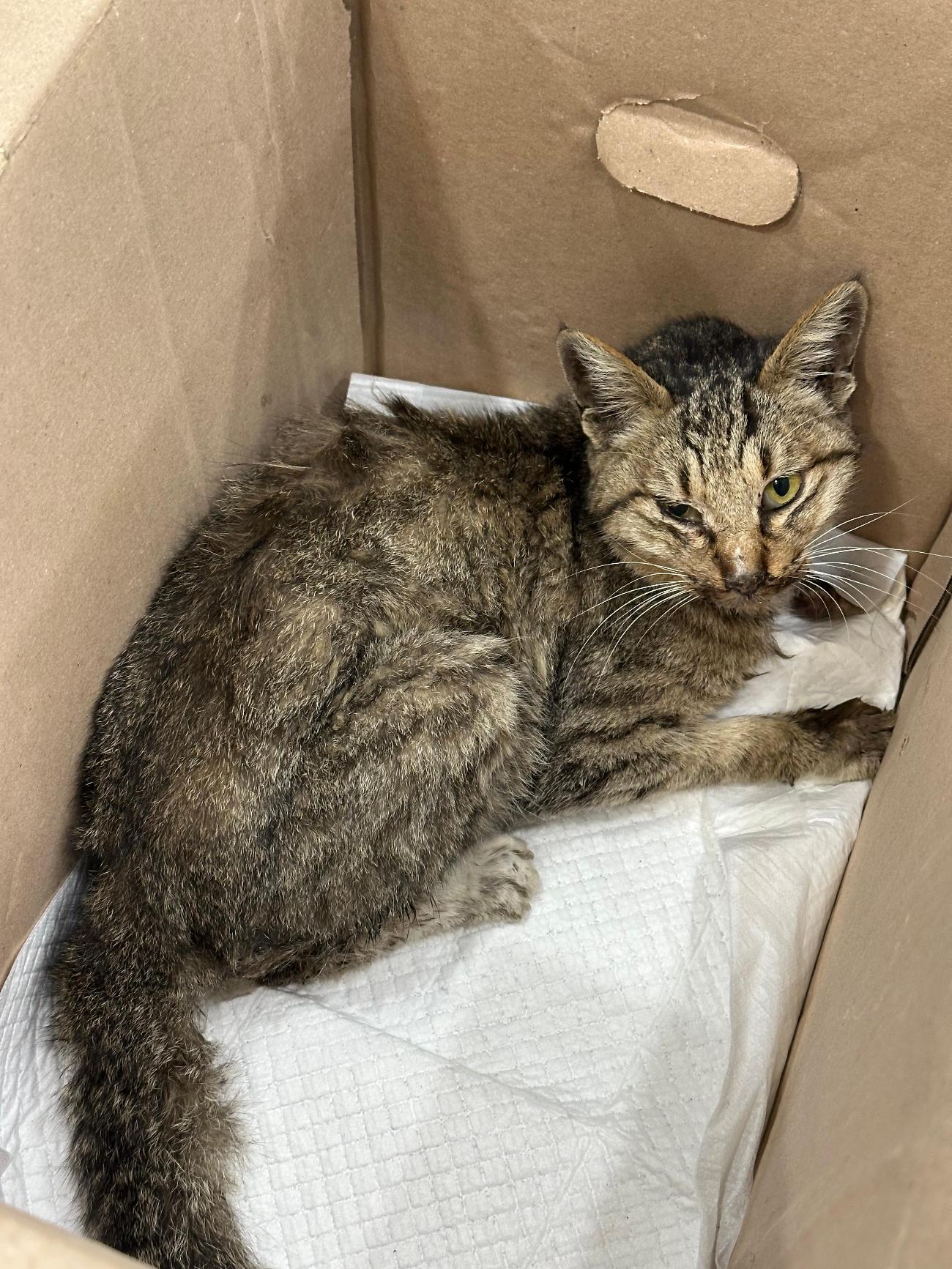 종료(안락사) 한국…